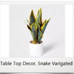 Table Top Decor, Snake Varigated