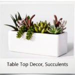 Table Top Decor, Succulents
